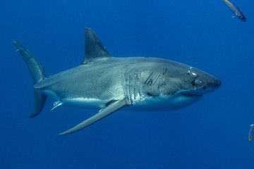 Cage Diving with Great White Shark in Isla Guadalupe, Mexico