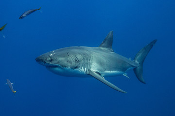 Cage Diving with Great White Shark in Isla Guadalupe, Mexico