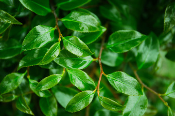 Fototapeta na wymiar background of green leaves after the rain