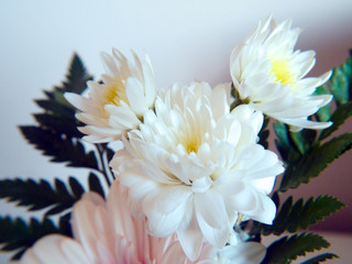 Daisies in spring in the park garden