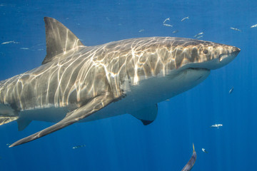 Naklejka premium Cage Diving with Great White Shark in Isla Guadalupe, Mexico