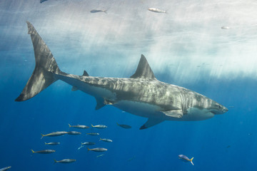 Cage Diving with Great White Shark in Isla Guadalupe, Mexico