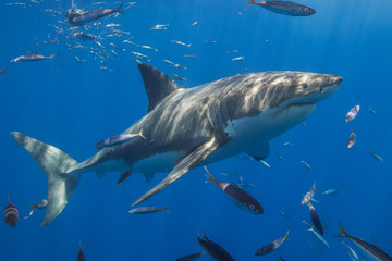 Cage Diving with Great White Shark in Isla Guadalupe, Mexico