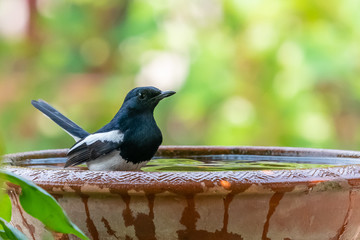 Male Oriental Magpie Robin standing in clay bowl of water