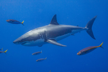 Fototapeta premium Cage Diving with Great White Shark in Isla Guadalupe, Mexico