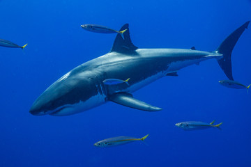 Cage Diving with Great White Shark in Isla Guadalupe, Mexico