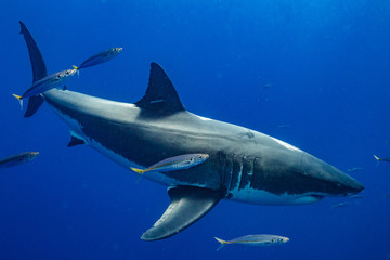 Fototapeta premium Cage Diving with Great White Shark in Isla Guadalupe, Mexico