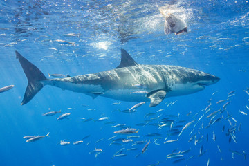 Cage Diving with Great White Shark in Isla Guadalupe, Mexico