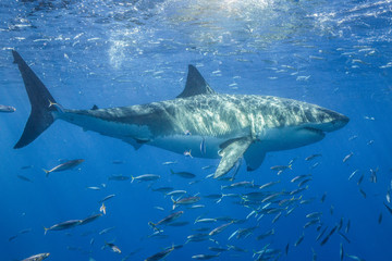 Fototapeta premium Cage Diving with Great White Shark in Isla Guadalupe, Mexico