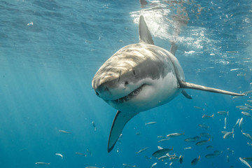 Cage Diving with Great White Shark in Isla Guadalupe, Mexico