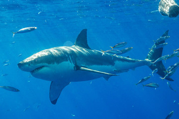 Cage Diving with Great White Shark in Isla Guadalupe, Mexico