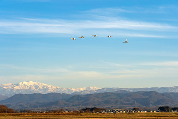 白鳥と白山