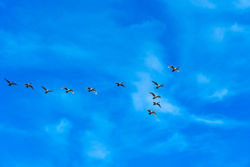 青空を編隊飛行するコハクチョウ