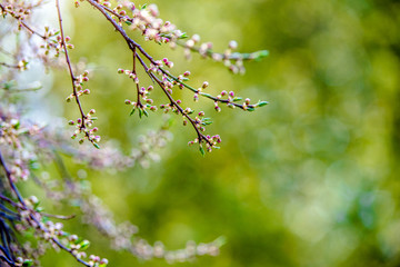 Branches of cherry blossoms on a green natural background