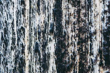 Old wood texture