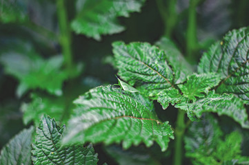 Fototapeta na wymiar green leaves of nettle