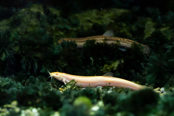 アルビノの魚 ドジョウ