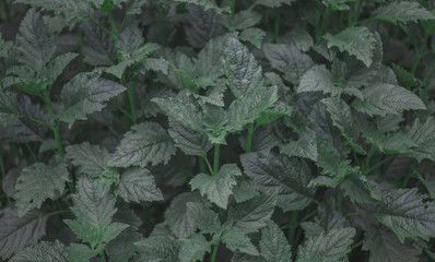 background of green leaves