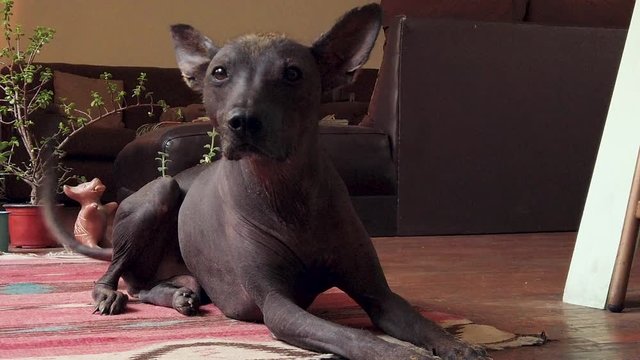Mexican Hairless Dog sits in Carpet and Wags Tail