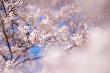 桜のある川辺 -武庫川河川敷-