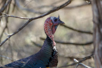 Wild turkey