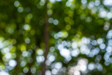 Natural abstract background with green bokeh defocused lights