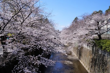 石神井川沿いの桜並木（板橋区）