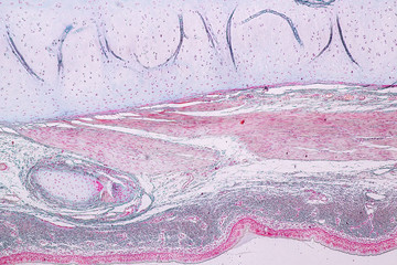 Learning anatomy and physiology of Pseudostratified columnar epithellum under the microscopic in...