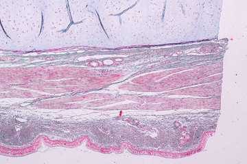 Learning anatomy and physiology of Pseudostratified columnar epithellum under the microscopic in...