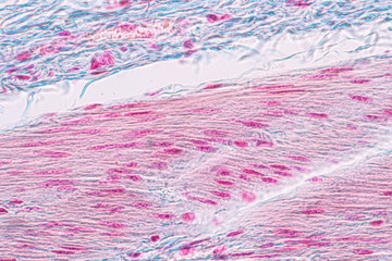 Learning anatomy and physiology of Pseudostratified columnar epithellum under the microscopic in laboratory.