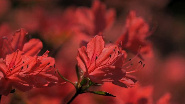 4k Footage of Rhododendron kaempferi flowers (also known as Kaempfer azalea) in the morning spring sunshine, nestled on the side of the Surrey Hills, UK