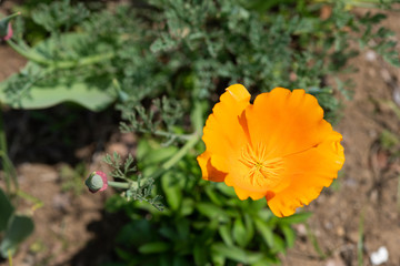 Fototapeta premium オレンジ色のカリフォルニアポピー