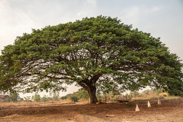 Fototapeta premium Selective focus giant Monkey pod tree in dried field.Also sometimes known as Samanea saman,Albizia Saman or the rain tree