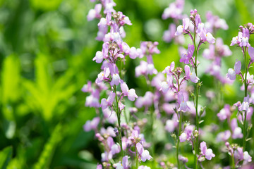 紫色のネメシア