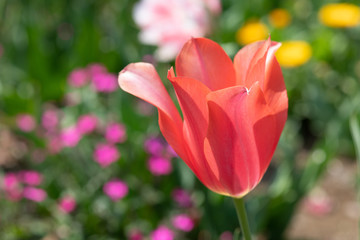 赤いチューリップ