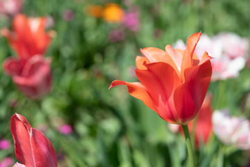 赤いチューリップ