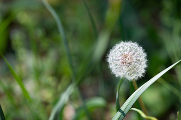 たんぽぽの綿毛