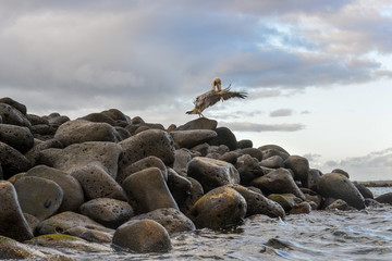 Pelican landing on rock on shore