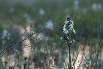 Blooming bogbean, Menyanthes trifoliata in marsh