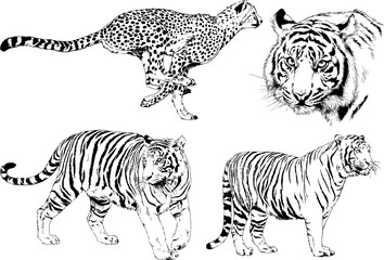 set of vector drawings on the theme of predators tigers are drawn by hand with ink tattoo logos	