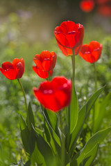 Obraz premium Red tulips in the flowering period