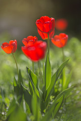Obraz premium Red tulips in the flowering period