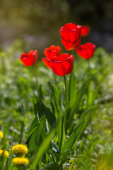 Red tulips in the flowering period