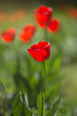 Red tulips in the flowering period