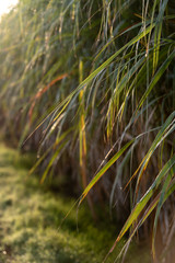 Sugar cane backlit by sunrise