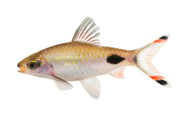 Dawkinsia filamentosa Barb Aquarium fish 