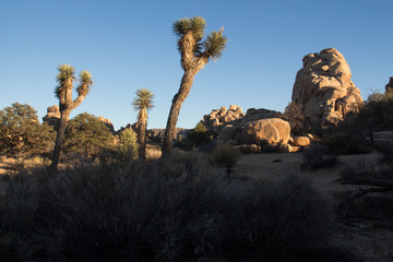 Joshua Tree National Park Sunset - California
