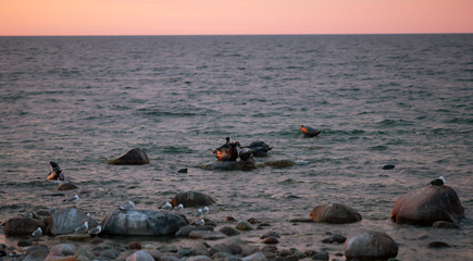 Grey seals, Halichoerus grypus sunbathing on rocks in the sunset at the coast of a swedish national park