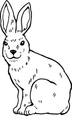 Hand drawn rabbit on white background. 