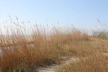 Fototapeta premium Gräser im Sand